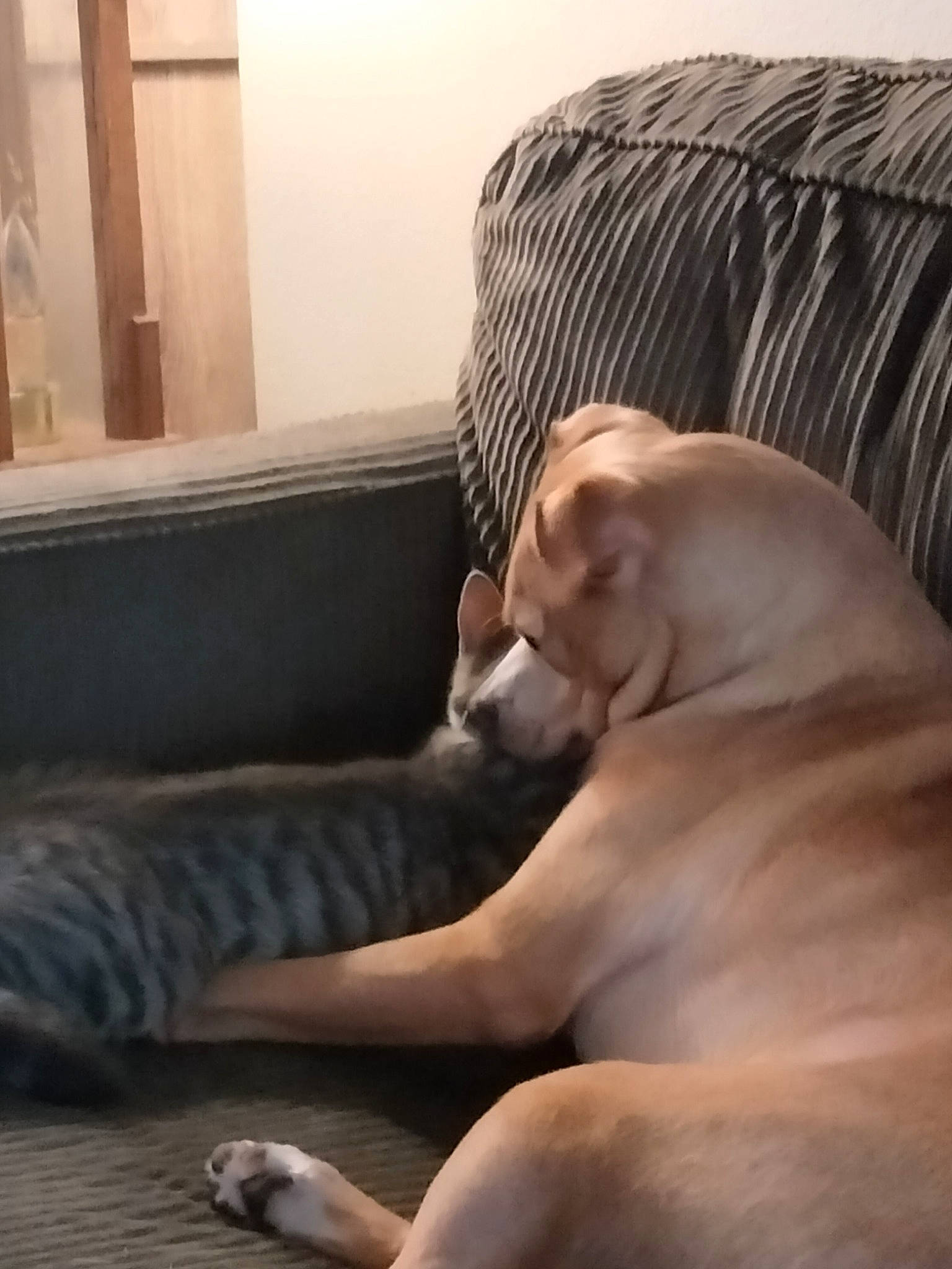 Jasper joined the competition — help win amazing prizes! carnivore, comfort, companion_dog, couch, dog, dog_breed, fawn, floor, flooring, foot, hardwood, human_leg, living_room, room, sitting, sporting_group, studio_couch, tail, wood, working_animal