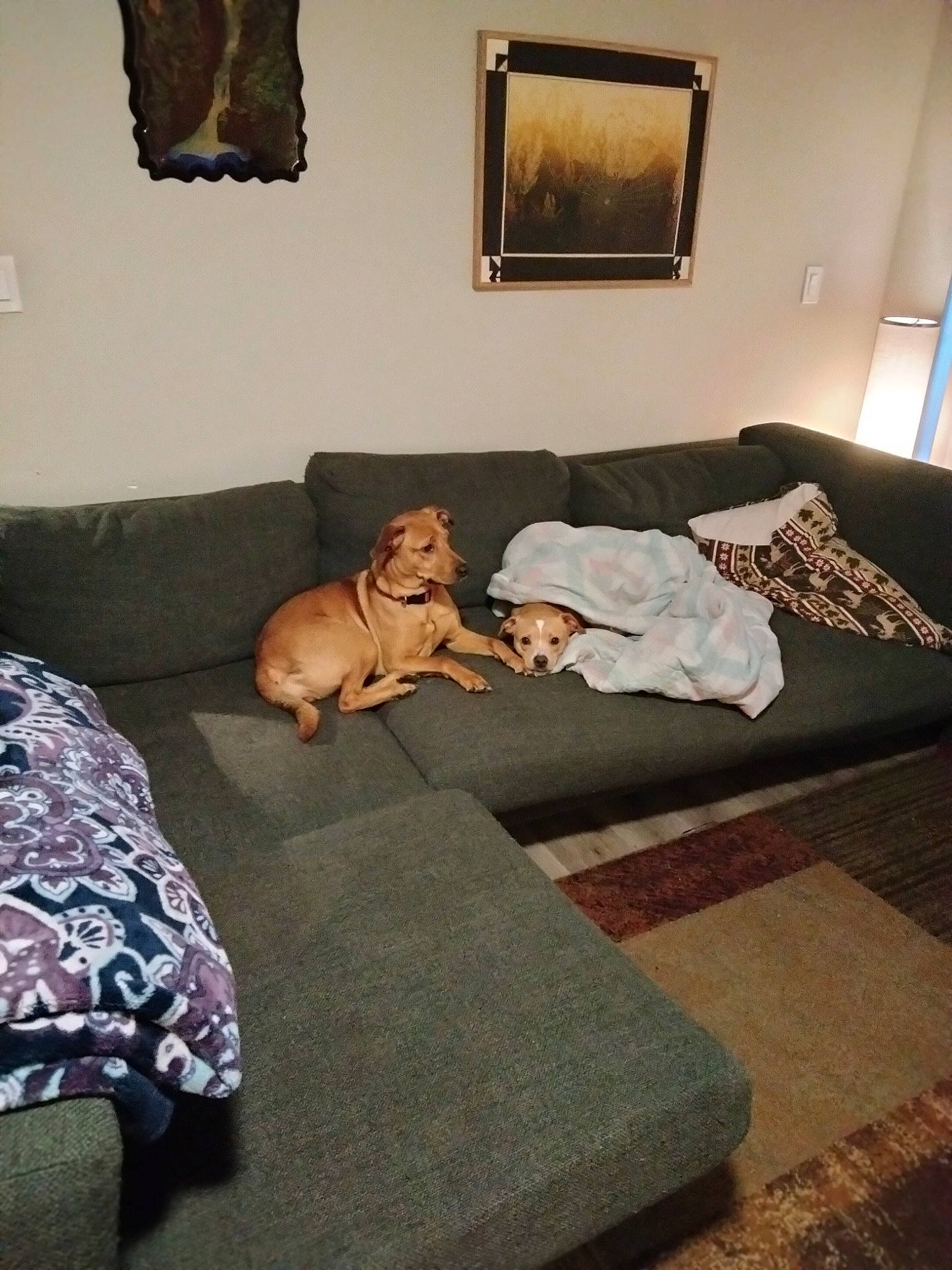 Jasper is registered to the contest to win money with this photo: art, bed_sheet, bedding, bedroom, brown, carnivore, comfort, companion_dog, couch, dog, dog_breed, floor, flooring, hardwood, interior_design, linens, living_room, picture_frame, studio_couch, wood