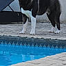 Ukyo participe au concours pour gagner de l'argent avec cette photo : dog, black_and_white, fluffy, standing, outdoor, swimming_pool, poolside, paving_stones, patio, curled_tail, pointed_ears, tongue_out, pet, animal, fur, portrait, daylight, wall, pool_border, playful
