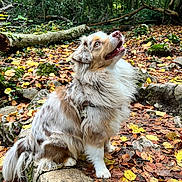 Vanille a rejoint le concours — aidez-le/la à gagner de superbes lots ! dog, australian_shepherd, autumn, forest, fallen_leaves, rocks, moss, outdoor, nature, pet, fur, sitting, canine, animal, leaf_litter, brown, white, green, tree, daylight