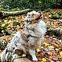 dog, australian_shepherd, autumn, forest, fallen_leaves, rocks, moss, outdoor, nature, pet, fur, sitting, canine, animal, leaf_litter, brown, white, green, tree, daylight
