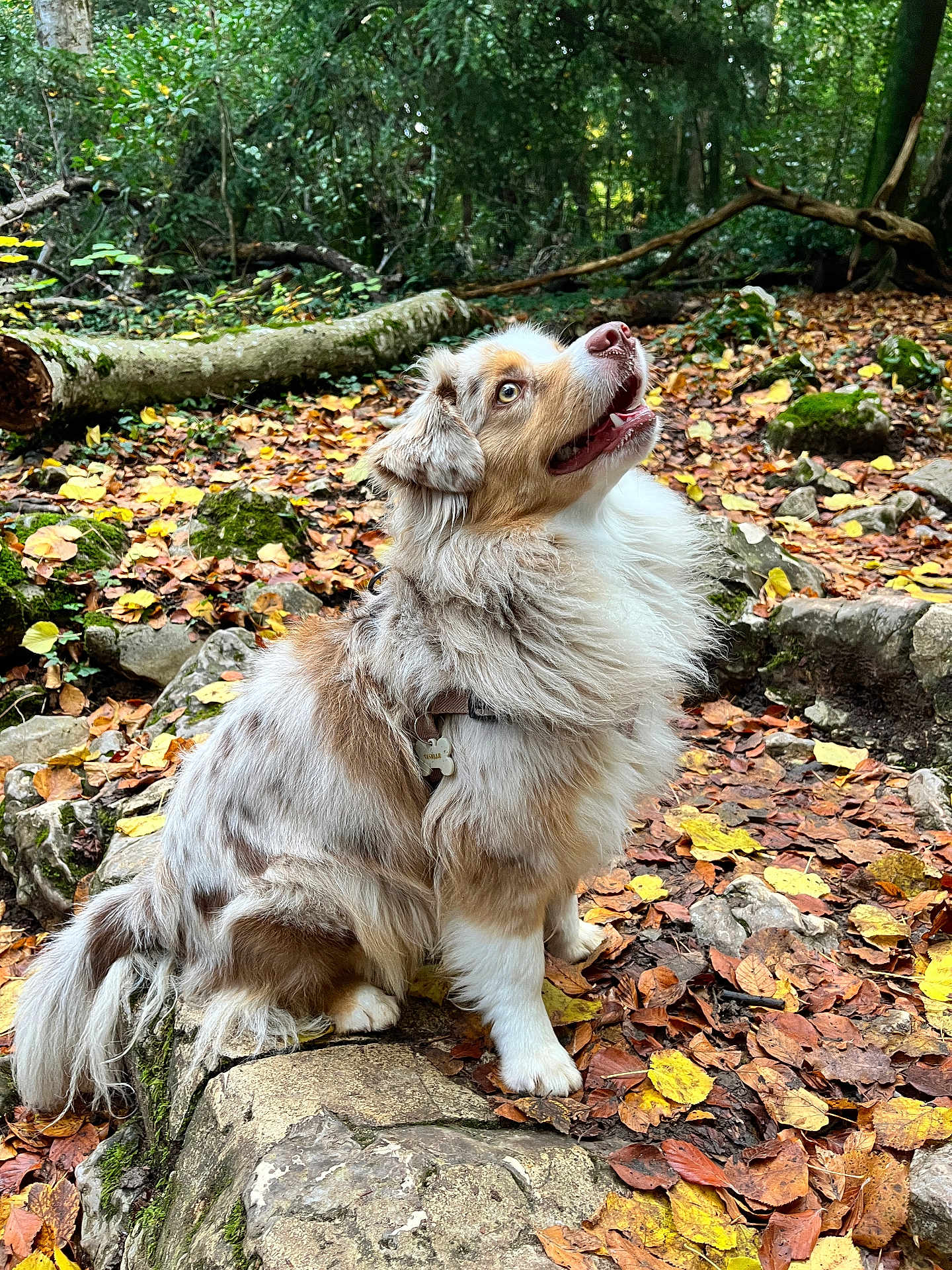 Vanille a rejoint le concours — aidez-le/la à gagner de superbes lots ! dog, australian_shepherd, autumn, forest, fallen_leaves, rocks, moss, outdoor, nature, pet, fur, sitting, canine, animal, leaf_litter, brown, white, green, tree, daylight