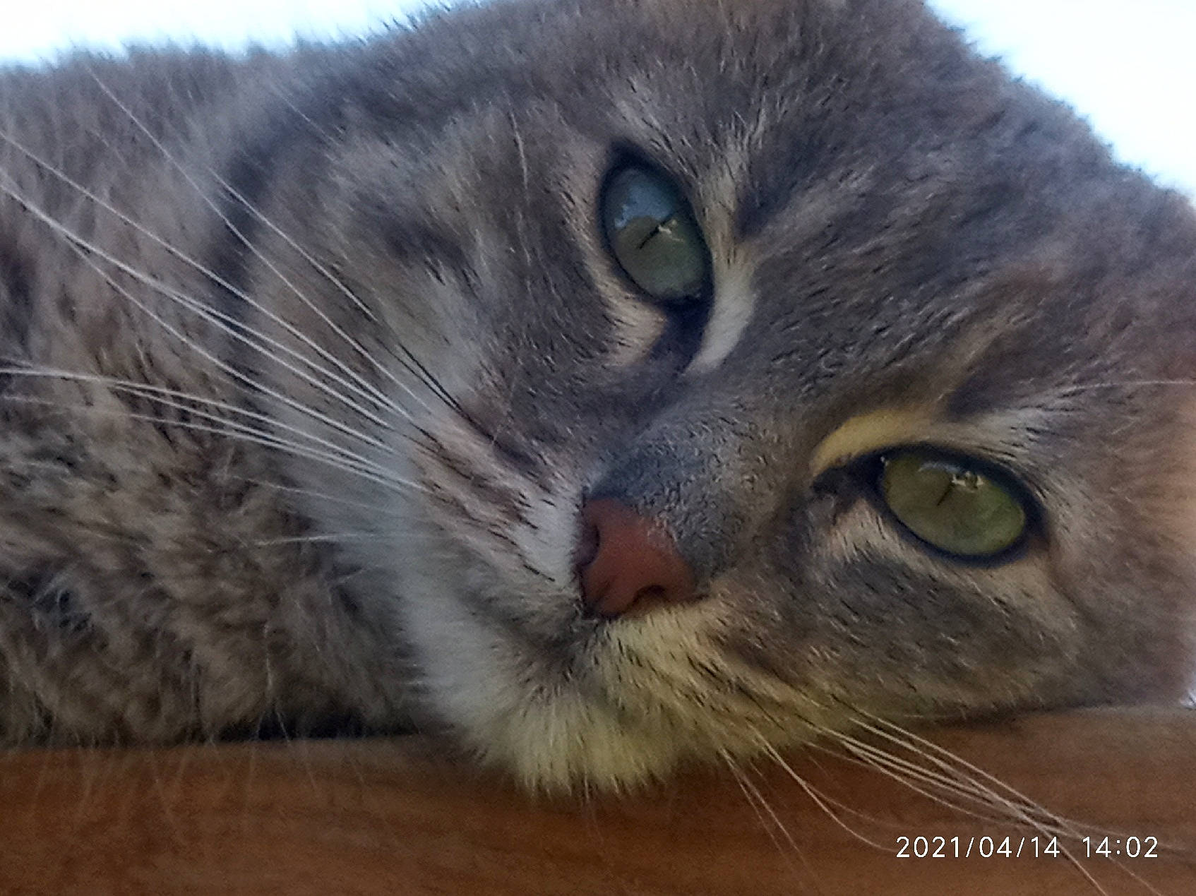 Masha a rejoint le concours — aidez-le/la à gagner de superbes lots ! carnivore, cat, domestic_short_haired_cat, eye, felidae, fur, maine_coon, paw, small_to_medium_sized_cats, terrestrial_animal, whiskers, wildlife