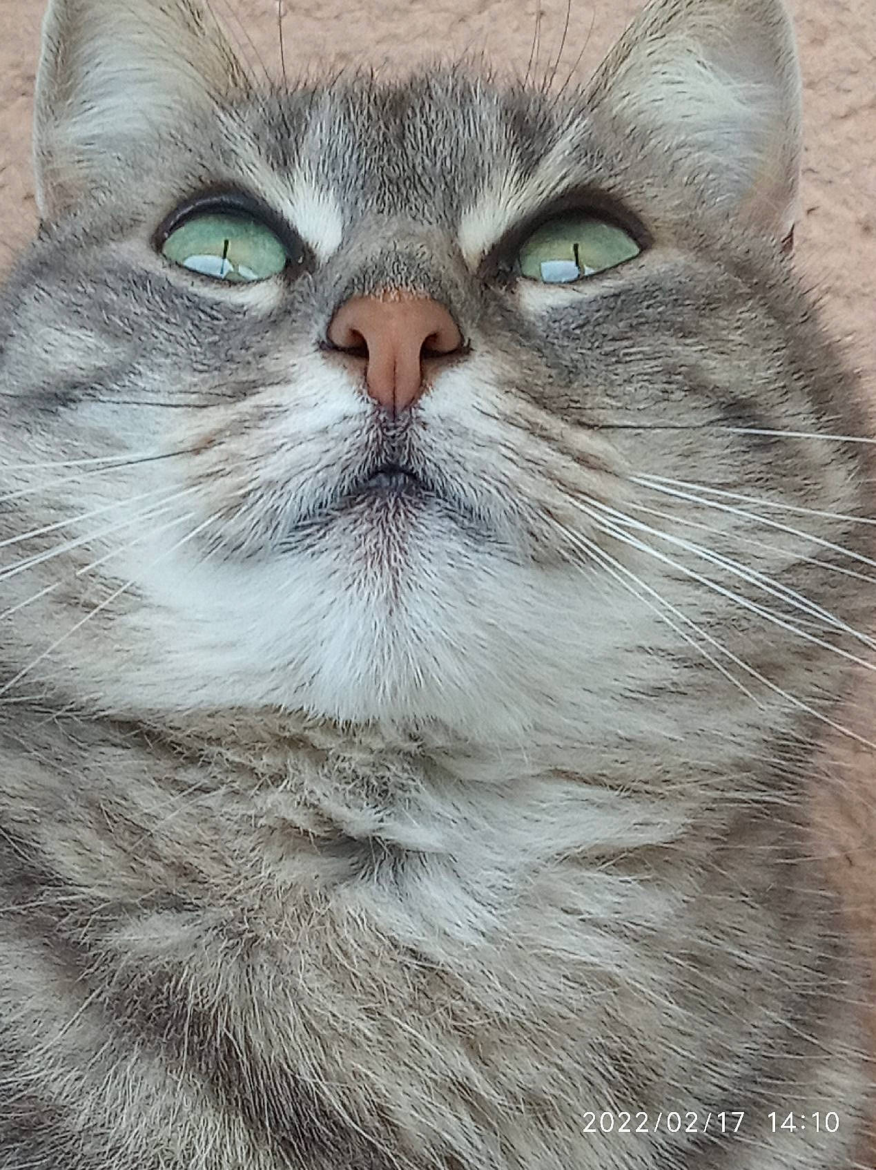 Masha participe au concours pour gagner de l'argent avec cette photo : british_longhair, carnivore, cat, domestic_short_haired_cat, felidae, fur, small_to_medium_sized_cats, snout, terrestrial_animal, whiskers