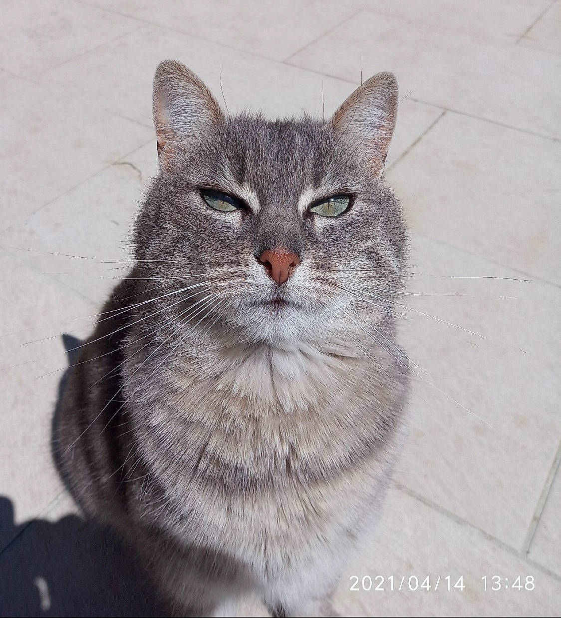 Masha participe au concours pour gagner de l'argent avec cette photo : art, carnivore, cat, domestic_short_haired_cat, door, eye, felidae, fur, grey, illustration, pattern, small_to_medium_sized_cats, snout, terrestrial_animal, whiskers, window