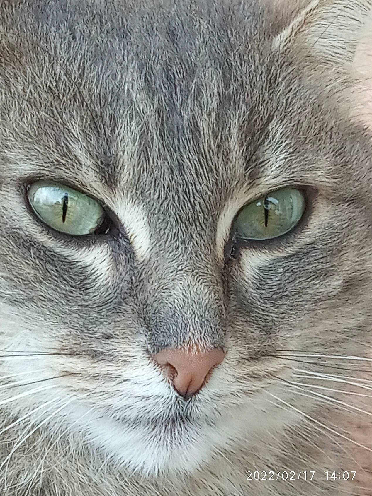 Masha a rejoint le concours — aidez-le/la à gagner de superbes lots ! art, carnivore, cat, close_up, domestic_short_haired_cat, felidae, fur, grey, hair, head, illustration, iris, small_to_medium_sized_cats, snout, terrestrial_animal, whiskers, wildlife