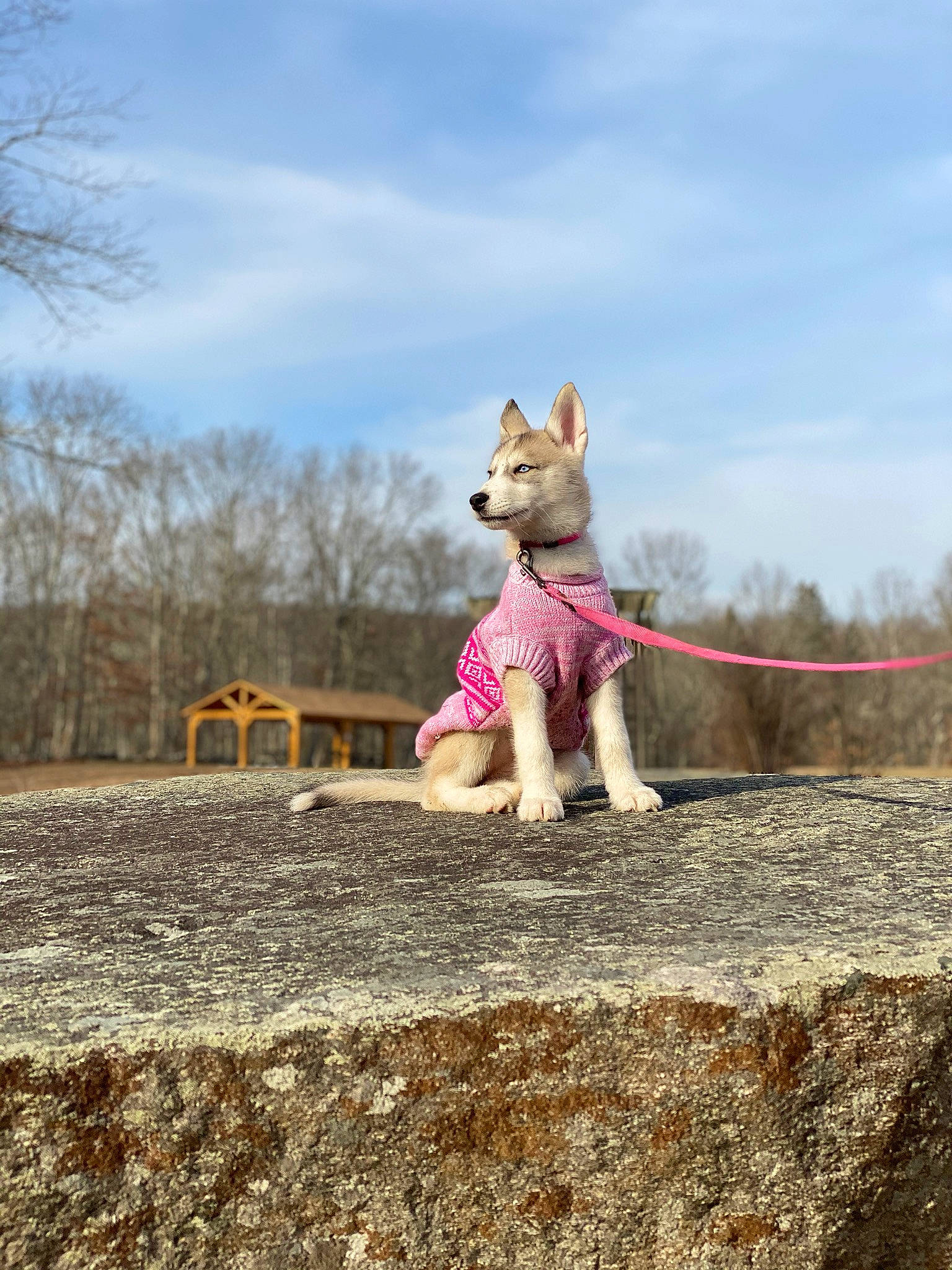 Hila is registered to the contest to win money with this photo: carnivore, cloud, companion_dog, dog, dog_breed, fawn, grass, happy, leash, leg, leisure, mammal, people_in_nature, recreation, sky, snout, tail, toy, tree, wood
