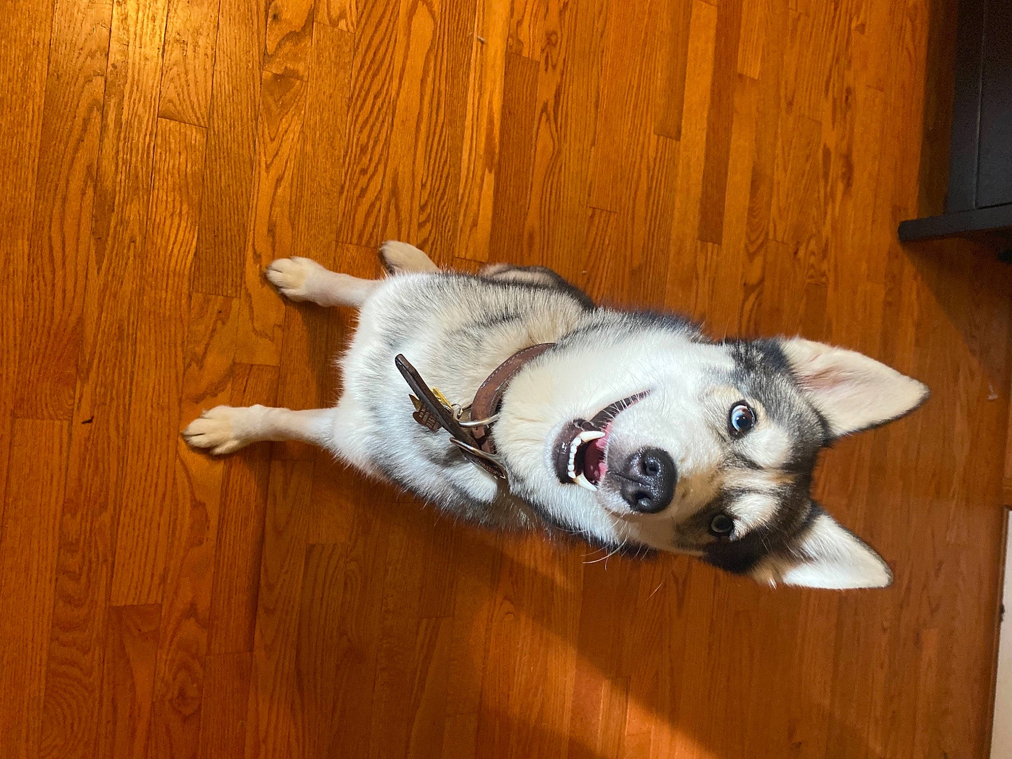 Hila joined the competition — help win amazing prizes! canidae, carnivore, companion_dog, dog, dog_breed, ear, fawn, felidae, flooring, fur, hardwood, paw, snout, sporting_group, tail, terrestrial_animal, whiskers, wood, wood_stain, working_animal