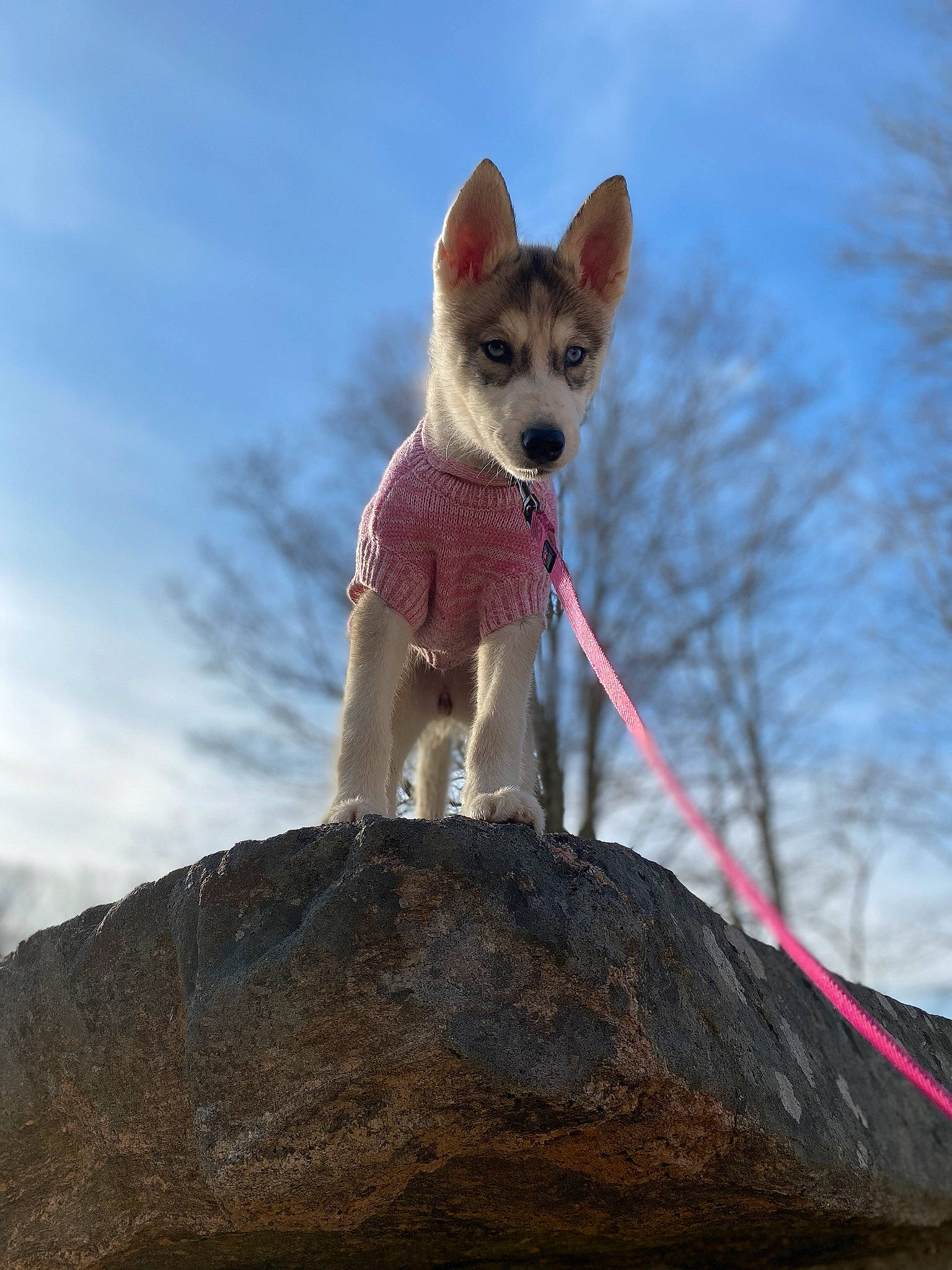 Hila joined the competition — help win amazing prizes! canidae, carnivore, cloud, companion_dog, dog, dog_breed, electric_blue, fawn, fox, fur, plant, recreation, sky, snout, sporting_group, sunglasses, tail, terrestrial_animal, tree, whiskers