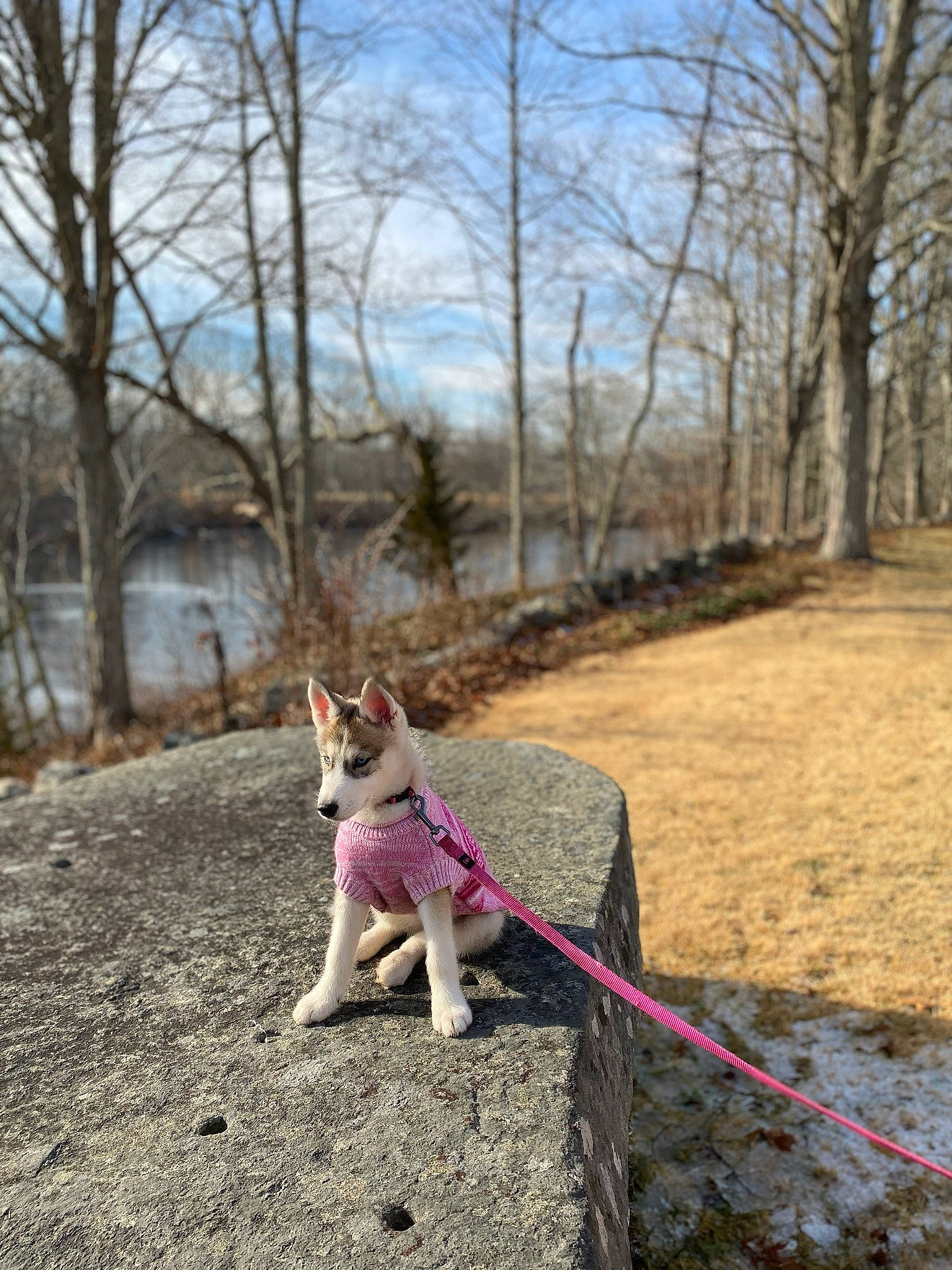 Hila is registered to the contest to win money with this photo: carnivore, cloud, collar, companion_dog, dog, dog_breed, fawn, felidae, forest, grass, landscape, leash, plant, road, sky, snout, tail, tree, twig, wood