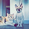 cat, indoor, floor, wooden_floor, pet, animal, sitting, lying_down, calico_cat, siamese_cat, wall, wire, home, domestic, cute, two_cats, feline, flooring, resting, blue_eyes