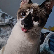 Kiara participe au concours pour gagner de l'argent avec cette photo : animal, blanket, cat, close_up, cozy, cute, domestic, ears, eyes, face, fur, indoor, pet, playful, portrait, snapshot, technology_overlay, text_overlay, tongue_out, whiskers