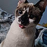 animal, blanket, cat, close_up, cozy, cute, domestic, ears, eyes, face, fur, indoor, pet, playful, portrait, snapshot, technology_overlay, text_overlay, tongue_out, whiskers