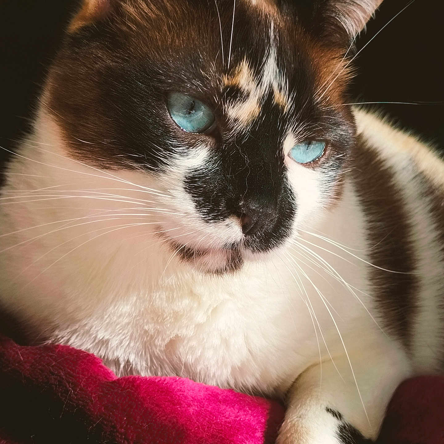 Kiara participe au concours pour gagner de l'argent avec cette photo : cat, blue_eyes, close_up, fur, whiskers, resting, red_blanket, indoor, portrait, animal, pet, cozy, soft_lighting, feline, relaxed, cute, domestic_cat, mammal, sleepy, warm