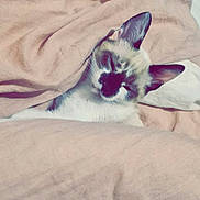 Kiara a rejoint le concours — aidez-le/la à gagner de superbes lots ! cat, blanket, bed, cozy, cute, fur, indoor, nap, pet, pink, relaxation, sleepy, snuggled, soft, tucked_in, warm, whiskers, young_cat, animal, comfort