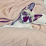 cat, blanket, bed, cozy, cute, fur, indoor, nap, pet, pink, relaxation, sleepy, snuggled, soft, tucked_in, warm, whiskers, young_cat, animal, comfort