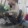 Kiara participe au concours pour gagner de l'argent avec cette photo : kitten, cat, glass, terrarium, soil, plant, decor, indoor, curious, pet, feline, blurred, closeup, container, nature, small, white, black, ears, face