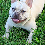 Mikey Lee joined the competition — help win amazing prizes! dog, french_bulldog, grass, outdoor, pet, animal, happy, tongue_out, blue_eyes, canine, cute, laying_down, summer, nature, playful, domestic_animal, mammal, friendly, close_up, adorable
