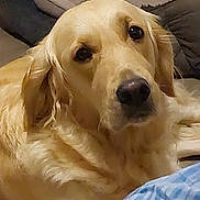 Thalės a rejoint le concours — aidez-le/la à gagner de superbes lots ! dog, golden_retriever, pet, animal, indoor, couch, fur, canine, face, ears, nose, lying_down, looking, domestic_animal, closeup, mammal, companion, relaxed, cute, friendly