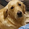 dog, golden_retriever, pet, animal, indoor, couch, fur, canine, face, ears, nose, lying_down, looking, domestic_animal, closeup, mammal, companion, relaxed, cute, friendly