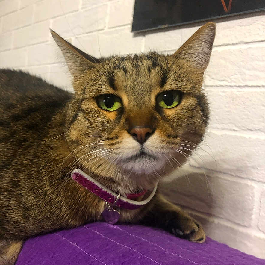 Chatoune a rejoint le concours — aidez-le/la à gagner de superbes lots ! abyssinian, accessories, animal, blackboard, cat, kitten, manx, pet, purple, strap