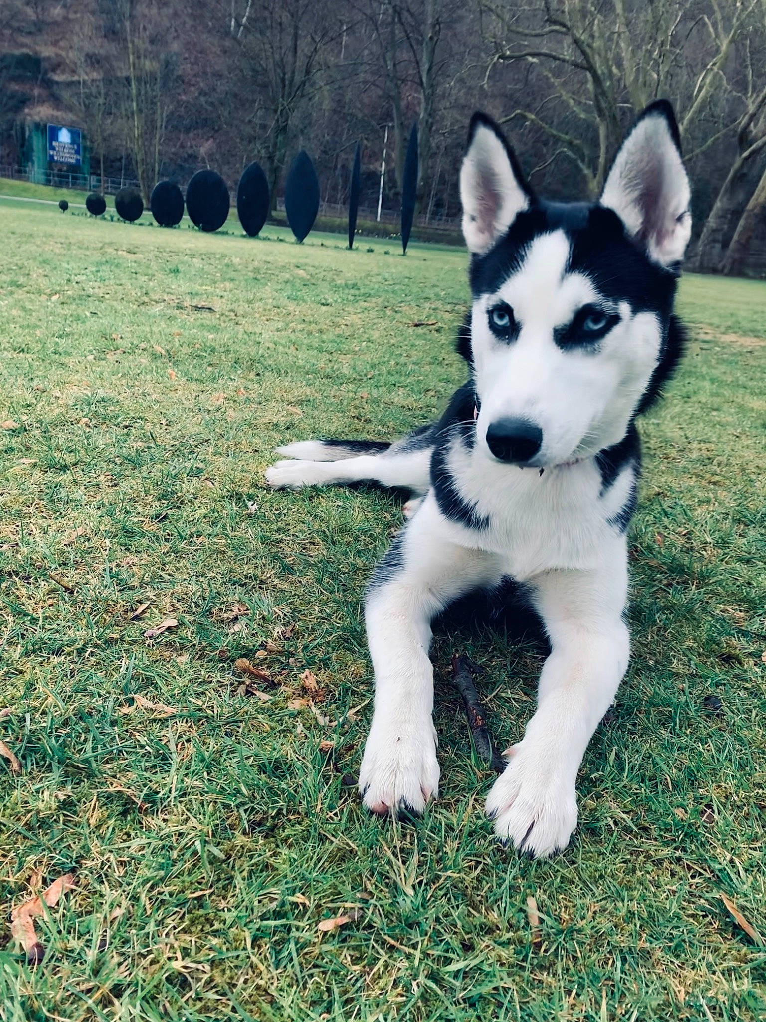 Elly participe au concours pour gagner de l'argent avec cette photo : ancient_dog_breeds, canidae, carnivore, companion_dog, dog, dog_breed, fur, grass, herding_dog, lawn, plant, recreation, siberian_husky, sled_dog, snout, sporting_group, tail, tree, working_animal, working_dog