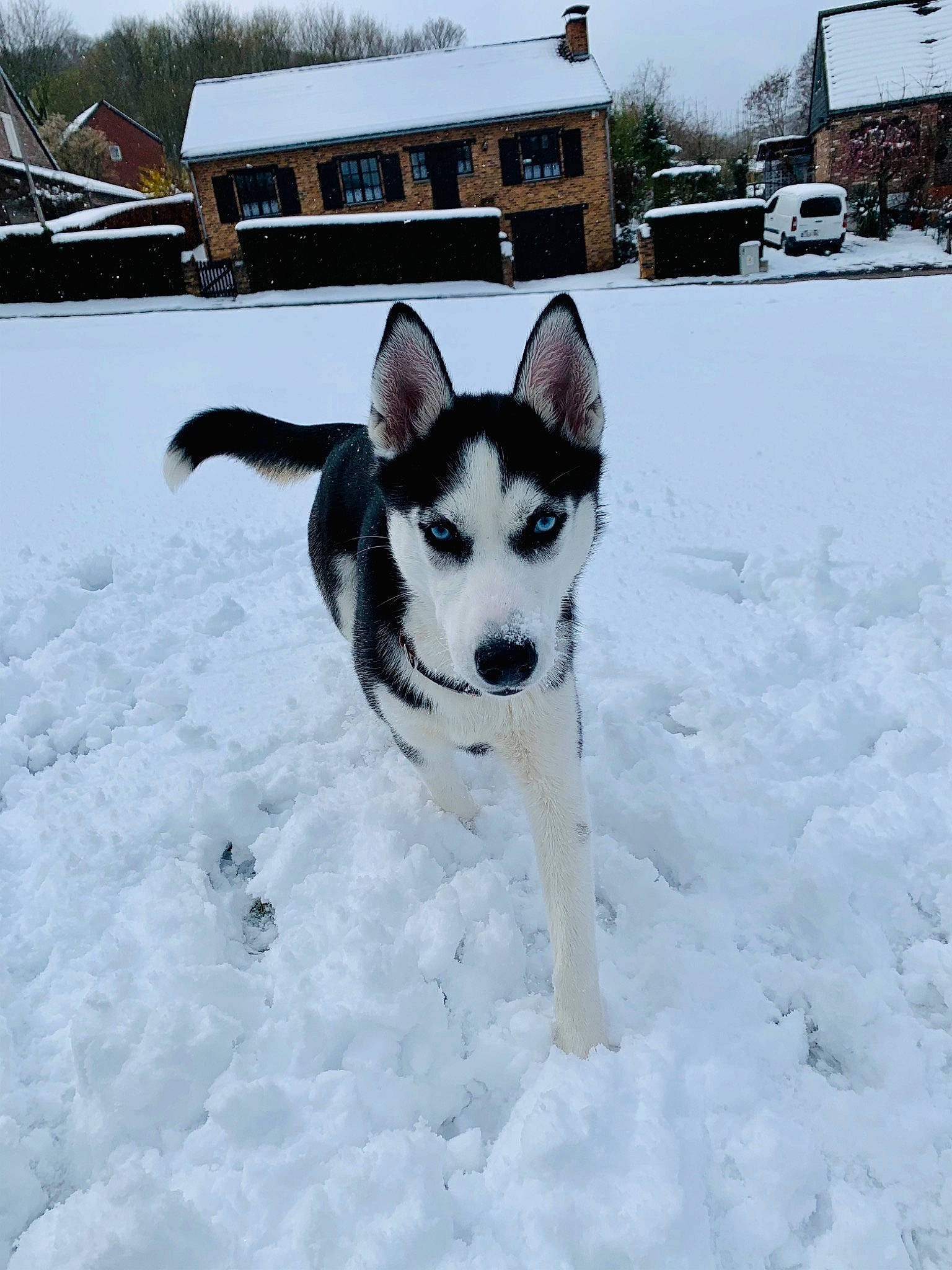 Elly participe au concours pour gagner de l'argent avec cette photo : canidae, carnivore, companion_dog, dog, dog_breed, freezing, house, mammal, precipitation, siberian_husky, sky, snout, snow, sporting_group, tail, tree, vehicle, window, winter, working_dog