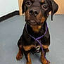 puppy, rottweiler, dog, leash, indoor, floor, black, brown, young, pet, animal, sitting, looking_up, cute, domestic_animal, canine, companion, young_dog, flooring, indoor_lighting