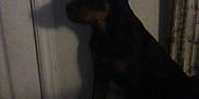 Fuzzy is registered to the contest to win money with this photo: dog, indoor, shadow, silhouette, dark, door, timestamp, pet, animal, quiet, resting, low_light, furniture, blanket, corner, calm, brown, black, muzzle, ears