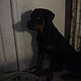 dog, indoor, shadow, silhouette, dark, door, timestamp, pet, animal, quiet, resting, low_light, furniture, blanket, corner, calm, brown, black, muzzle, ears