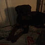 Fuzzy is registered to the contest to win money with this photo: dog, dark, blurry, indoor, bed, blanket, shadow, resting, animal, furniture, canine, low_light, sleepy, household, pet, comfort, quiet, still, shadowy, cozy