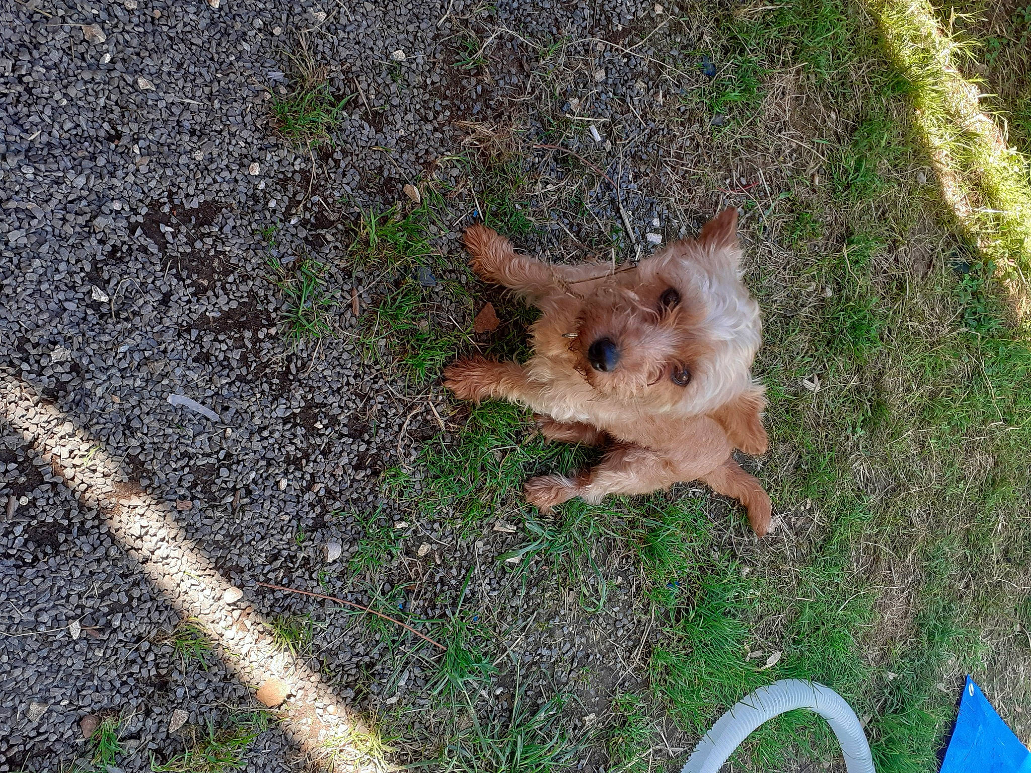 Maya a rejoint le concours — aidez-le/la à gagner de superbes lots ! australian_terrier, cairn_terrier, canidae, carnivore, companion_dog, dog, dog_breed, fawn, finnish_spitz, grass, norfolk_terrier, norwich_terrier, terrier, welsh_terrier, yorkshire_terrier