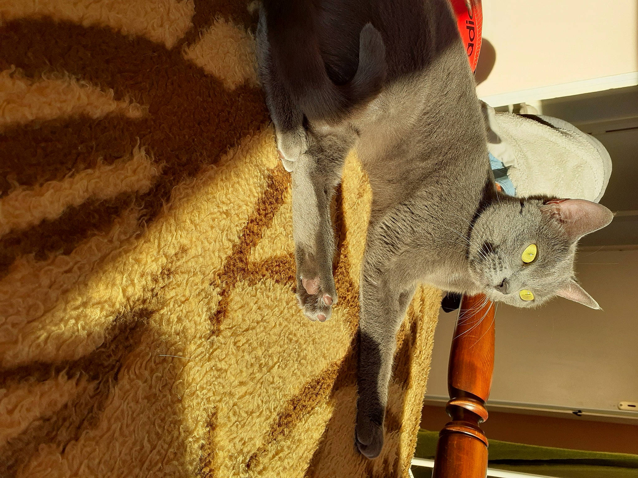 Mitsy participe au concours pour gagner de l'argent avec cette photo : british_shorthair, carnivore, cat, chartreux, chausie, domestic_short_haired_cat, fawn, felidae, russian_blue, singapura, small_to_medium_sized_cats, tail, whiskers