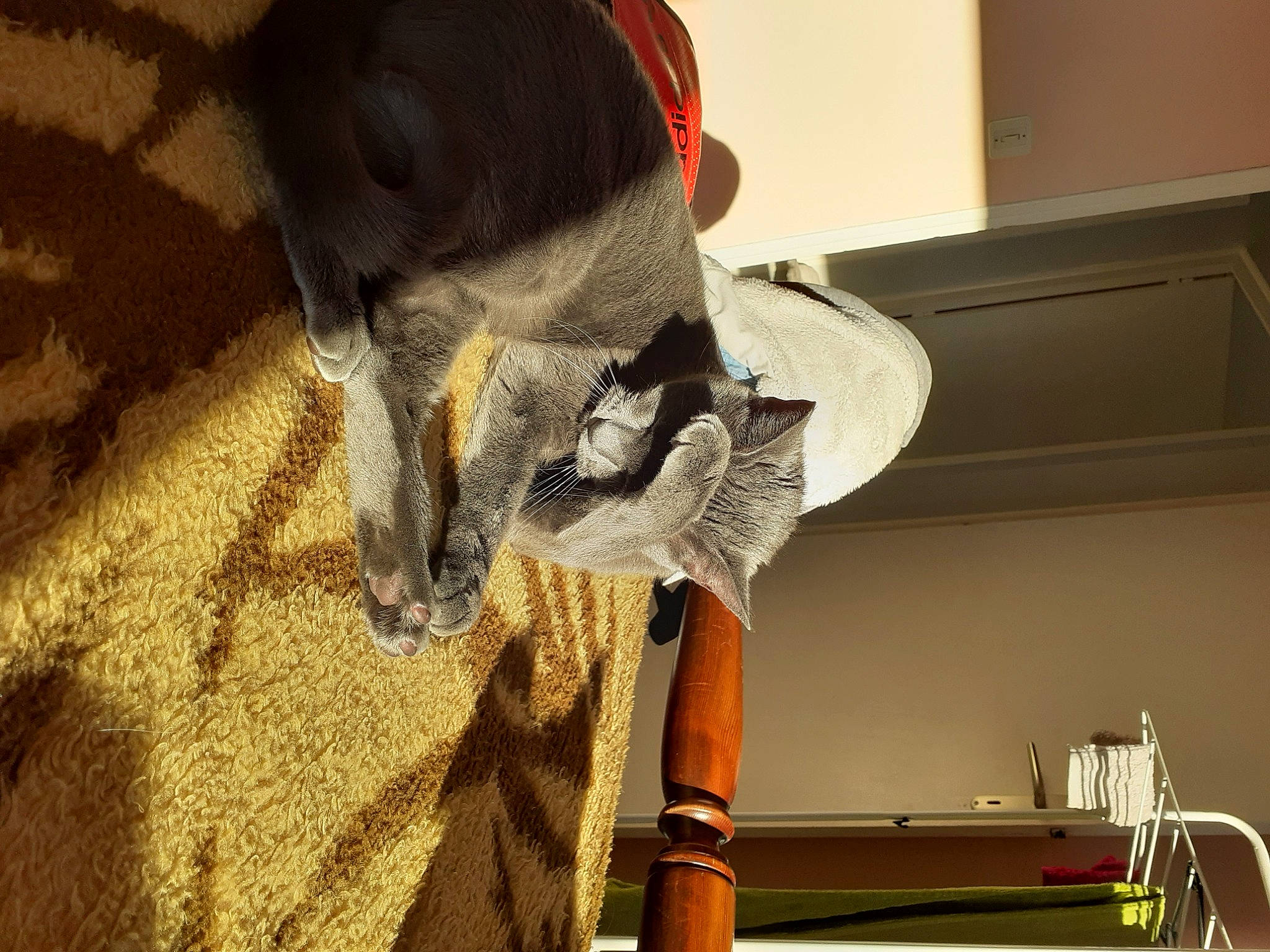 Mitsy participe au concours pour gagner de l'argent avec cette photo : cat, fur