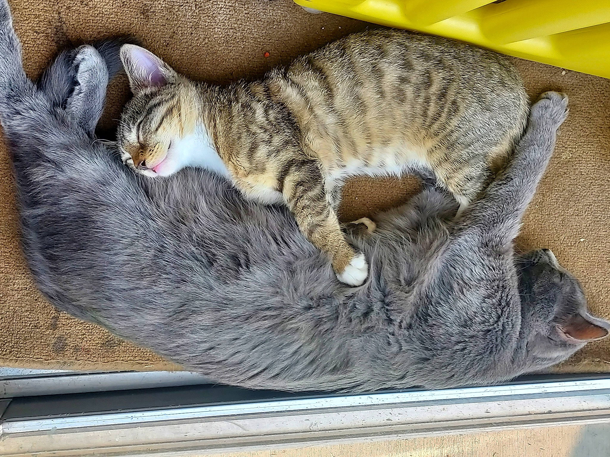 Cat joined the competition — help win amazing prizes! carnivore, cat, cat_bed, cat_supply, claw, comfort, domestic_short_haired_cat, felidae, fur, grey, mammal, nap, paw, sleep, small_to_medium_sized_cats, snout, tail, vertebrate, whiskers, window