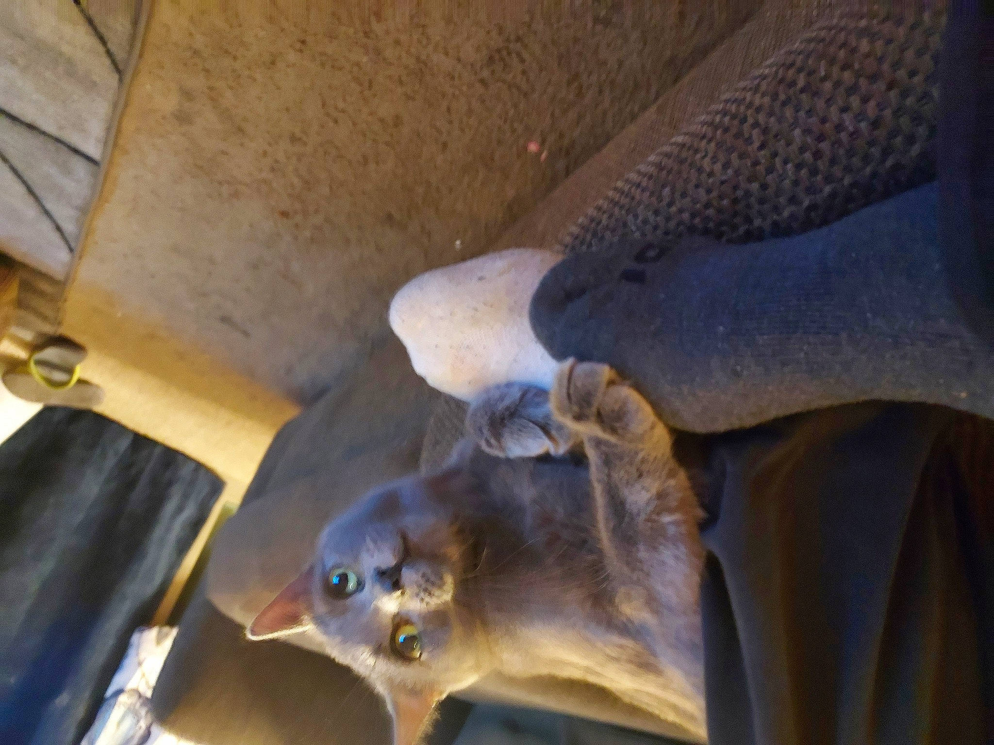 Aura is registered to the contest to win money with this photo: art, bat, canidae, ceiling, electric_blue, fawn, fish, hardwood, marine_biology, metal, reptile, snout, softshell, tortoise, turtle, wildlife, wing, wood, working_animal