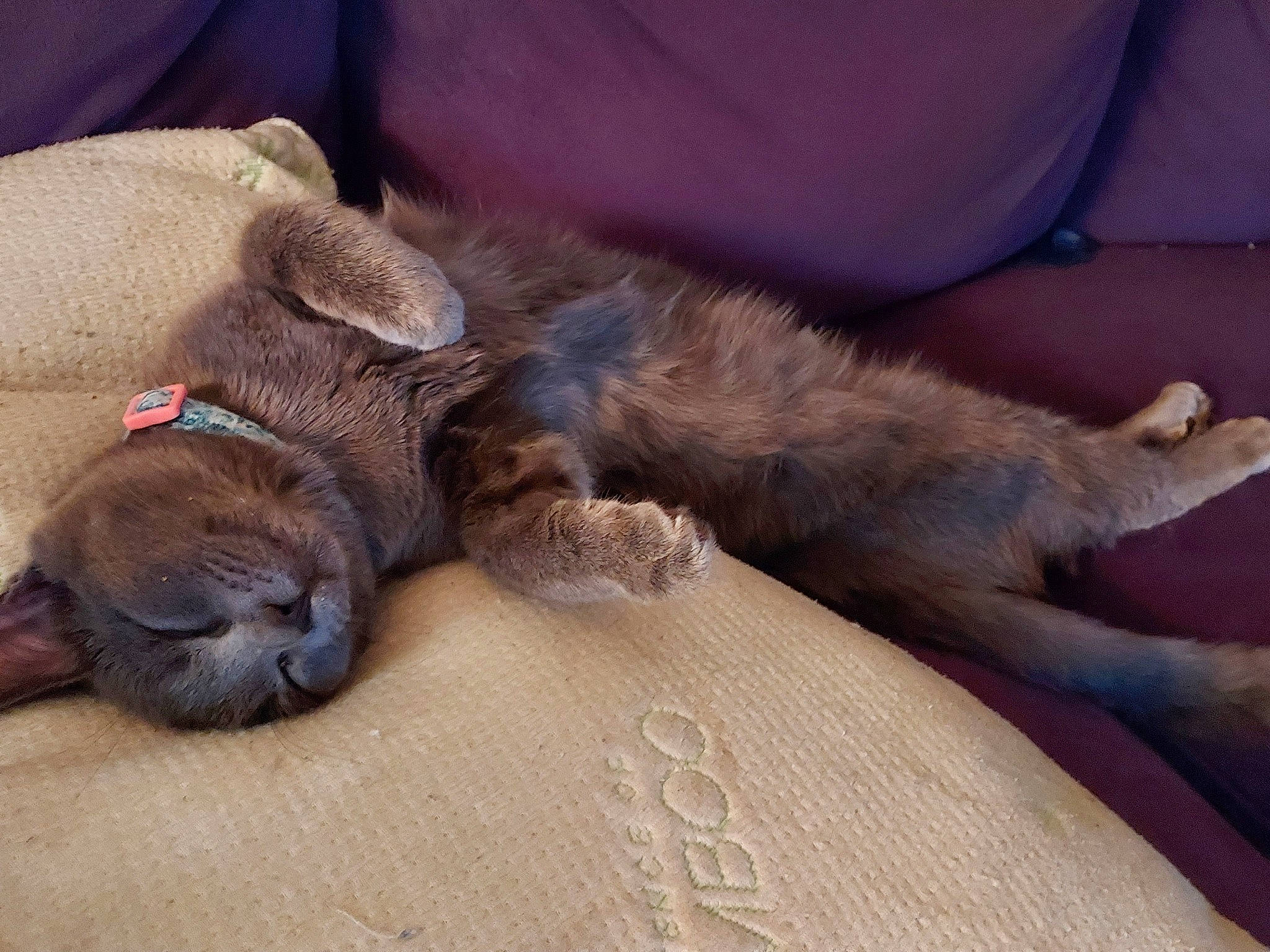 Aura joined the competition — help win amazing prizes! canidae, carnivore, cat, claw, comfort, companion_dog, dog_breed, domestic_short_haired_cat, ear, fawn, felidae, fur, grey, liver, paw, small_to_medium_sized_cats, sporting_group, whiskers, working_animal, wrinkle