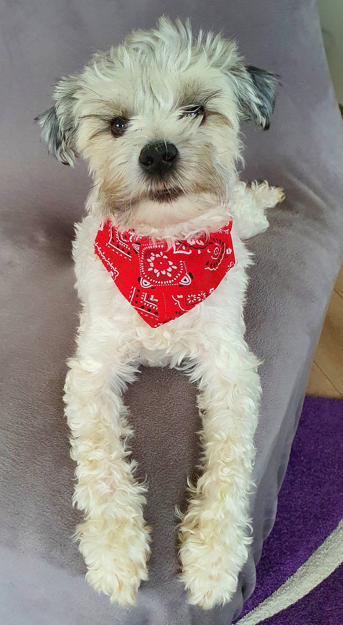 Schweppes a rejoint le concours — aidez-le/la à gagner de superbes lots ! bow_tie, canidae, carnivore, collar, companion_dog, dog, dog_breed, dog_clothes, dog_collar, dog_supply, fashion_accessory, fur, maltepoo, small_terrier, snout, sporting_group, terrier, toy_dog, water_dog, working_animal