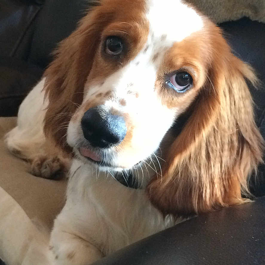 Gracie is registered to the contest to win money with this photo: animal, armchair, beagle, canine, chair, cockerspaniel, couch, dog, furniture, hound, papillon, pet, puppy, snout, terrier