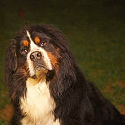 Winny participe au concours pour gagner de l'argent avec cette photo : bernese_mountain_dog, carnivoran, cavalier_king_charles_spaniel, companion_dog, dog, dog_breed, dog_breed_group, dog_like_mammal, greater_swiss_mountain_dog, snout