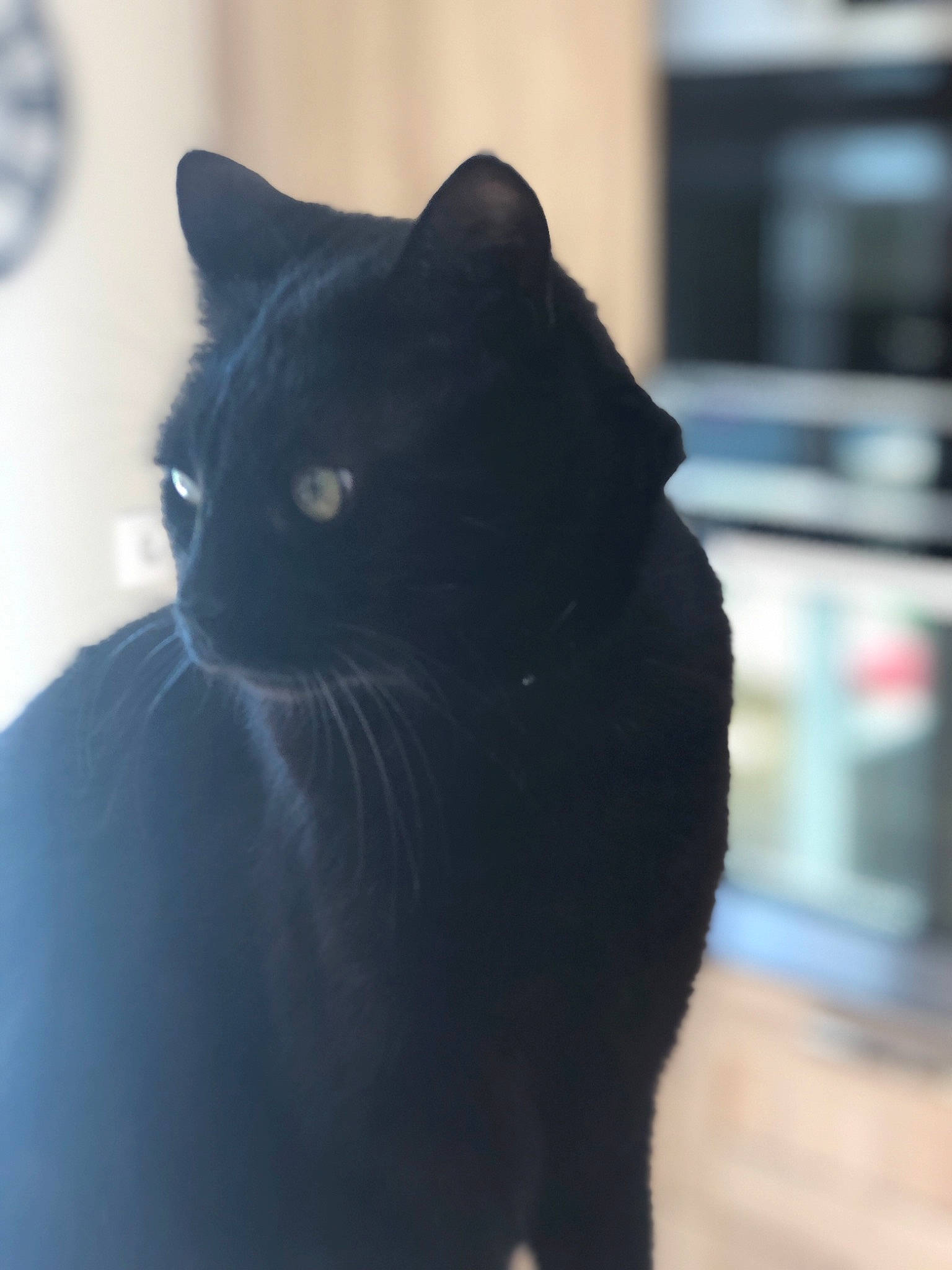 Galipette a rejoint le concours — aidez-le/la à gagner de superbes lots ! asian, black, black_cat, bombay, british_shorthair, carnivore, cat, domestic_short_haired_cat, eye, felidae, fur, mammal, small_to_medium_sized_cats, snout, tail, whiskers