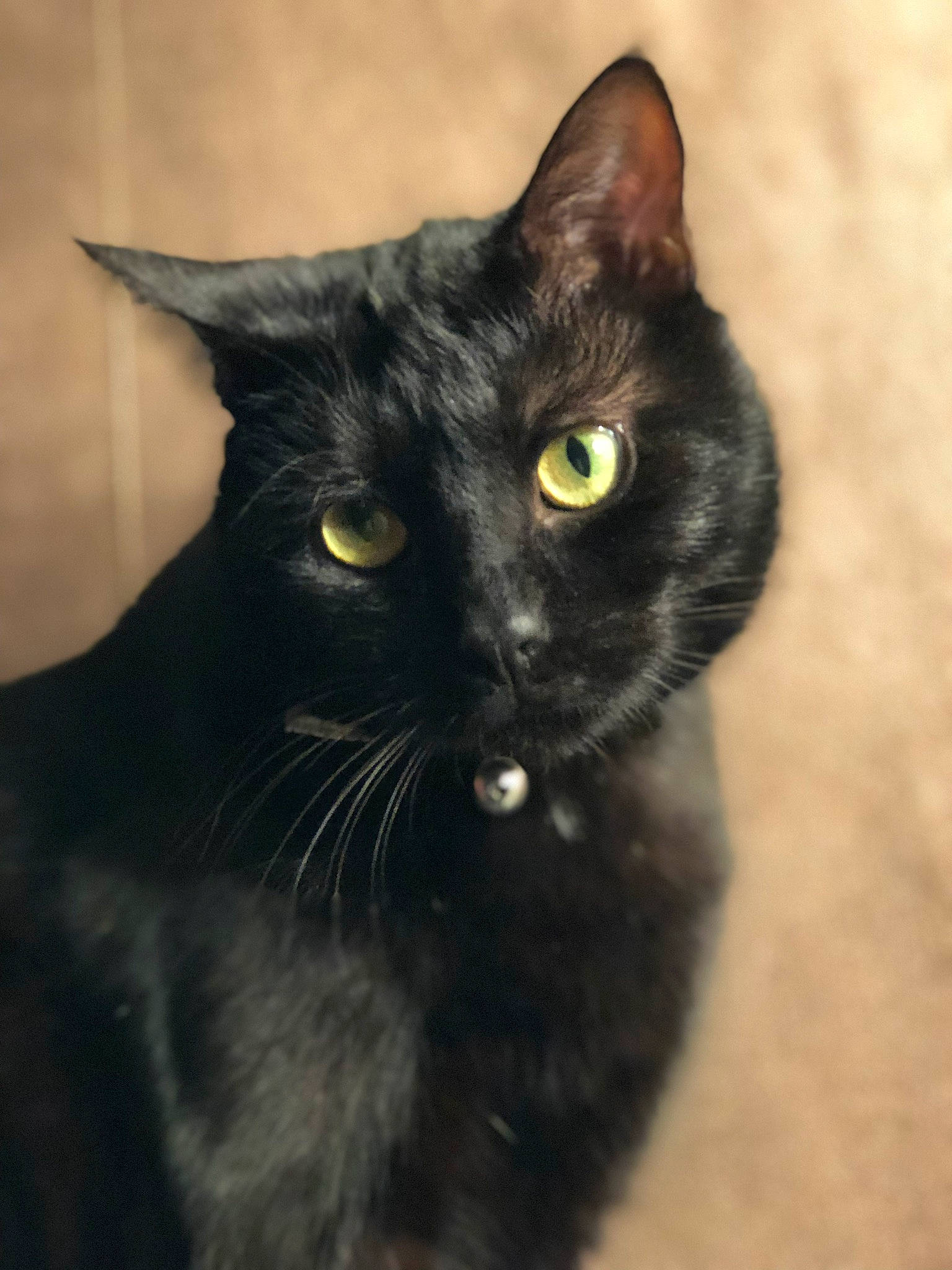 Galipette participe au concours pour gagner de l'argent avec cette photo : asian, black_cat, bombay, burmese, carnivore, cat, domestic_long_haired_cat, domestic_short_haired_cat, european_shorthair, eye, felidae, fur, iris, mammal, nebelung, small_to_medium_sized_cats, snout, vertebrate, whiskers