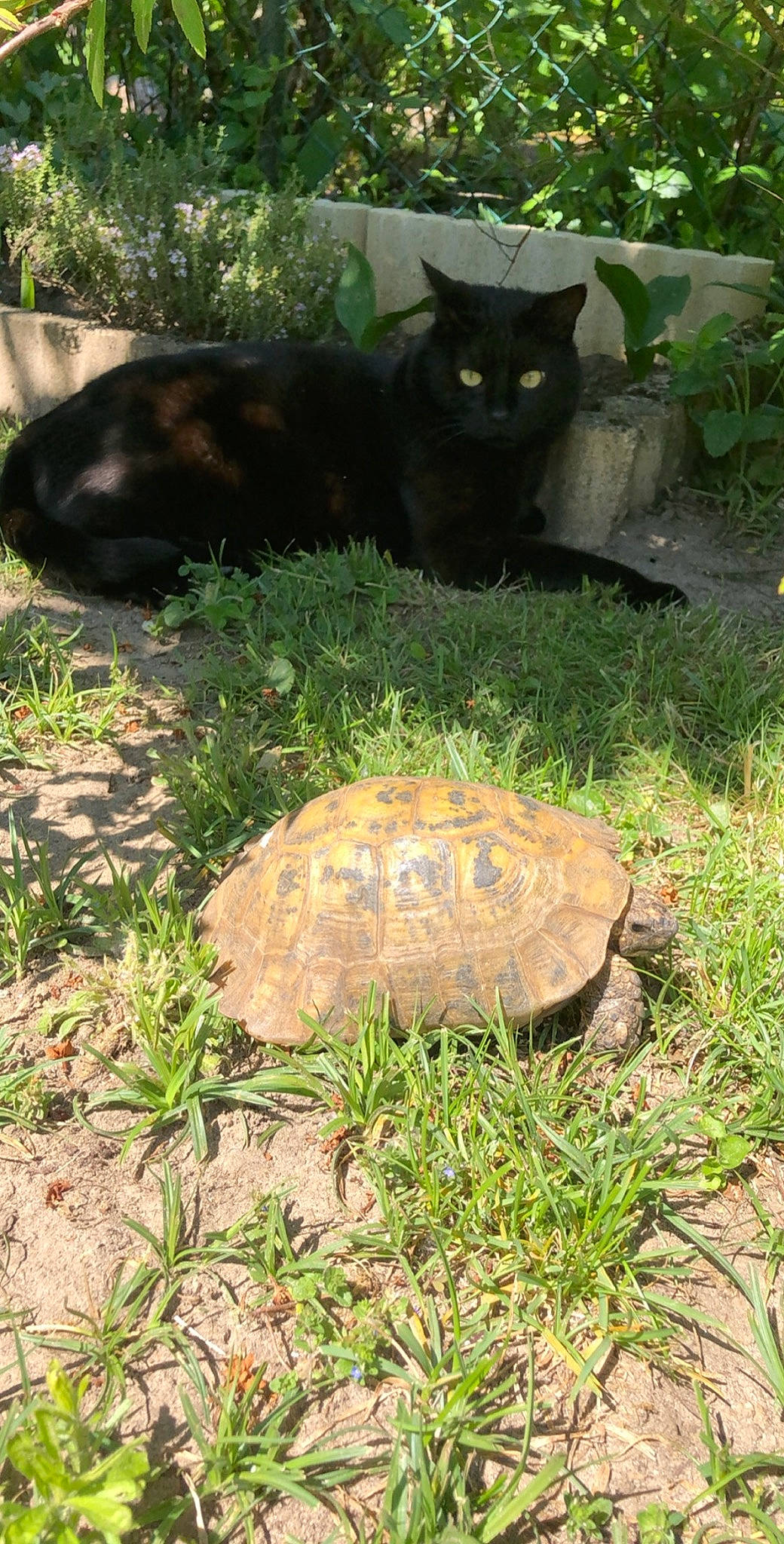 Galipette a rejoint le concours — aidez-le/la à gagner de superbes lots ! black_cat, carnivore, cat, common_snapping_turtle, felidae, grass, plant, pond_turtle, reptile, small_to_medium_sized_cats, tail, tortoise, turtle, vertebrate