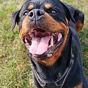Shoto a rejoint le concours — aidez-le/la à gagner de superbes lots ! dog, rottweiler, tongue_out, happy, pet, animal, canine, outdoor, grass, lying_down, black_and_tan, close_up, playful, smiling, collar, friendly, muzzle, fur, ears, nature