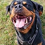 dog, rottweiler, tongue_out, happy, pet, animal, canine, outdoor, grass, lying_down, black_and_tan, close_up, playful, smiling, collar, friendly, muzzle, fur, ears, nature