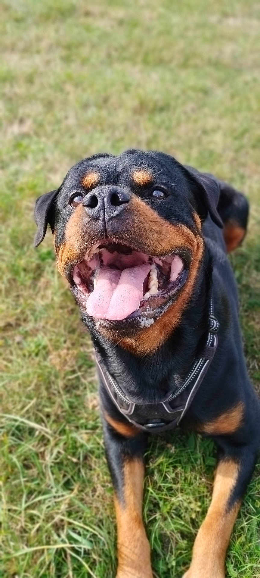 Shoto a rejoint le concours — aidez-le/la à gagner de superbes lots ! dog, rottweiler, tongue_out, happy, pet, animal, canine, outdoor, grass, lying_down, black_and_tan, close_up, playful, smiling, collar, friendly, muzzle, fur, ears, nature