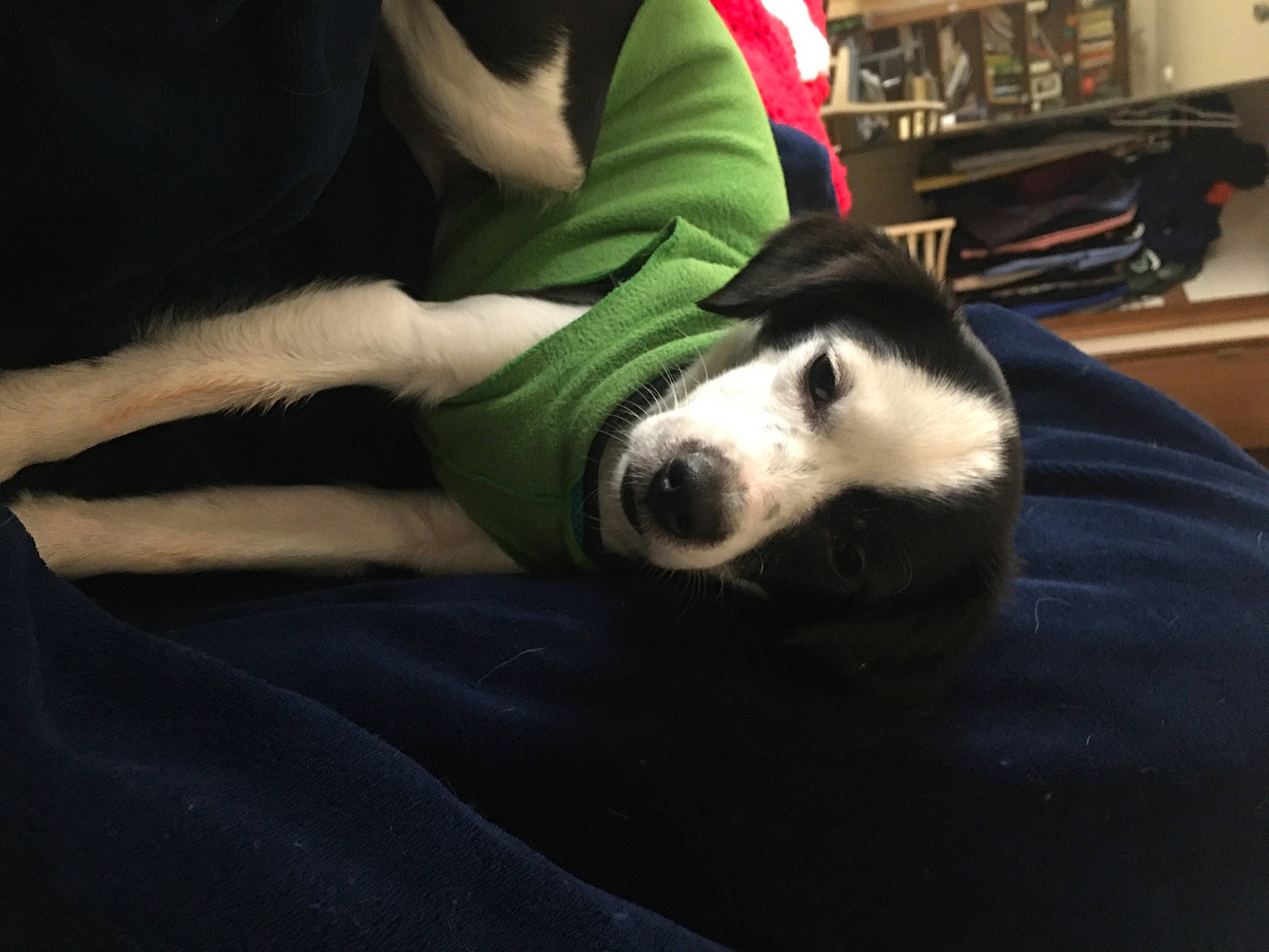 Baxter is registered to the contest to win money with this photo: canidae, carnivore, companion_dog, dog, dog_breed, nap, snout