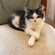 Sadie is registered to the contest to win money with this photo: kitten, cat, black_and_white, fluffy, pet, animal, indoor, chair, textile, blanket, furniture, cute, resting, paws_crossed, portrait, young, domestic, cozy, fur, whiskers