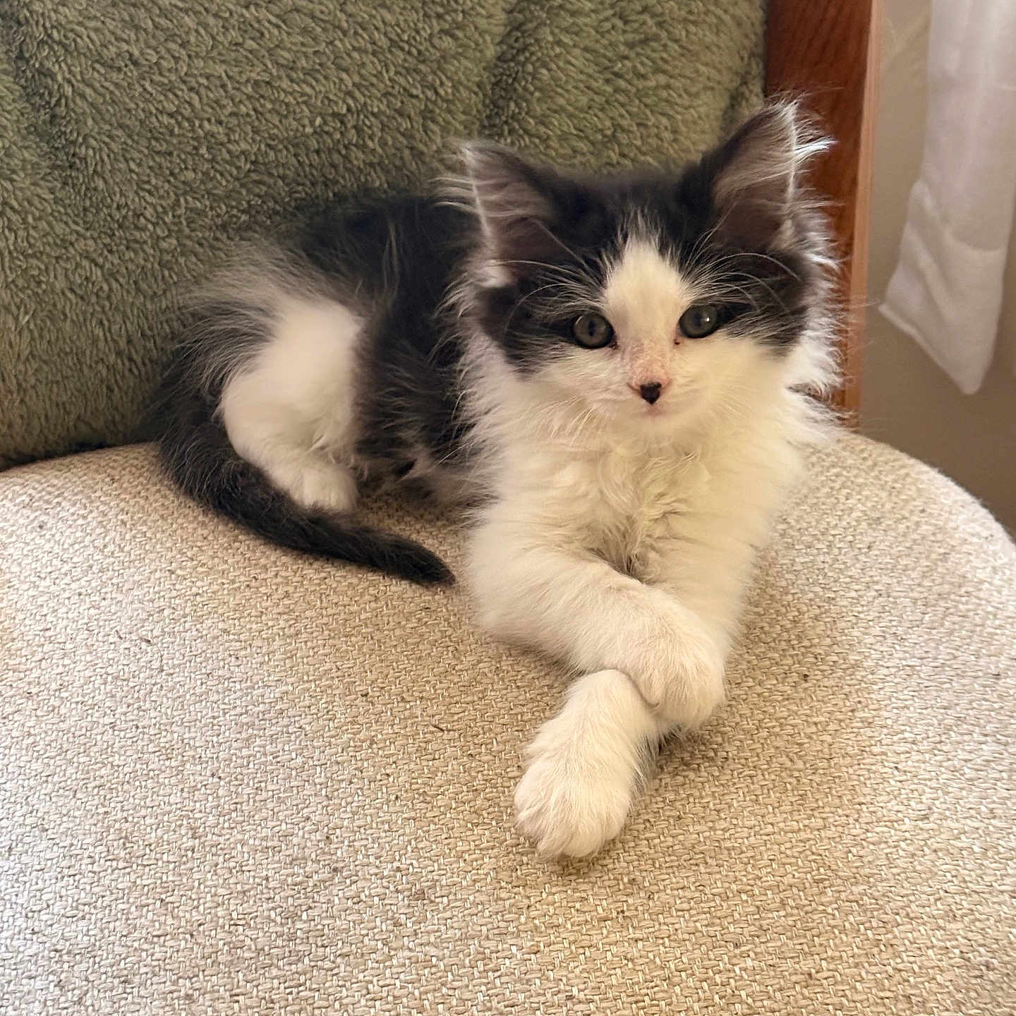 Sadie is registered to the contest to win money with this photo: kitten, cat, black_and_white, fluffy, pet, animal, indoor, chair, textile, blanket, furniture, cute, resting, paws_crossed, portrait, young, domestic, cozy, fur, whiskers
