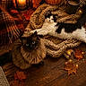Sadie is registered to the contest to win money with this photo: autumn, black_and_white_cat, blanket, brown_cat, candle, cat, cozy, decor, fairy_lights, fall_leaves, indoor, kitten, knit, lantern, mug, pets, pumpkin, relaxing, warm_lighting, wooden_floor